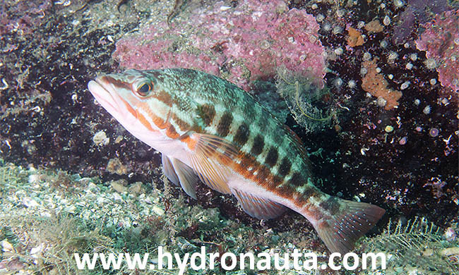 Serranus cabrilla